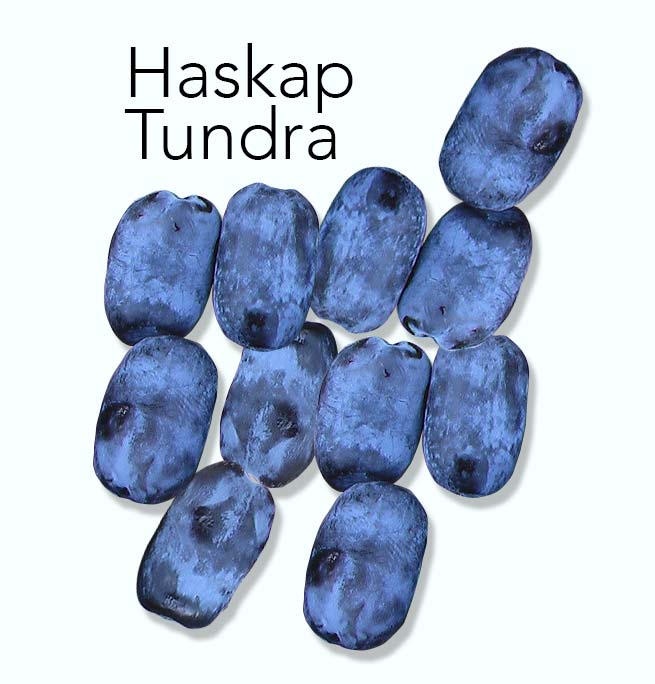 Haskap (HoneyBerry) Tundra Many Hands Farm